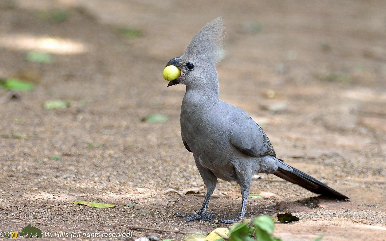 گُمشو؛ پرنده عجیبی که فریاد «گُم شو» سر میدهد و انگشت پا را ۱۸۰ درجه میچرخاند گُمشو؛ پرنده عجیبی که فریاد «گُم شو» سر میدهد و انگشت پا را ۱۸۰ درجه میچرخاند