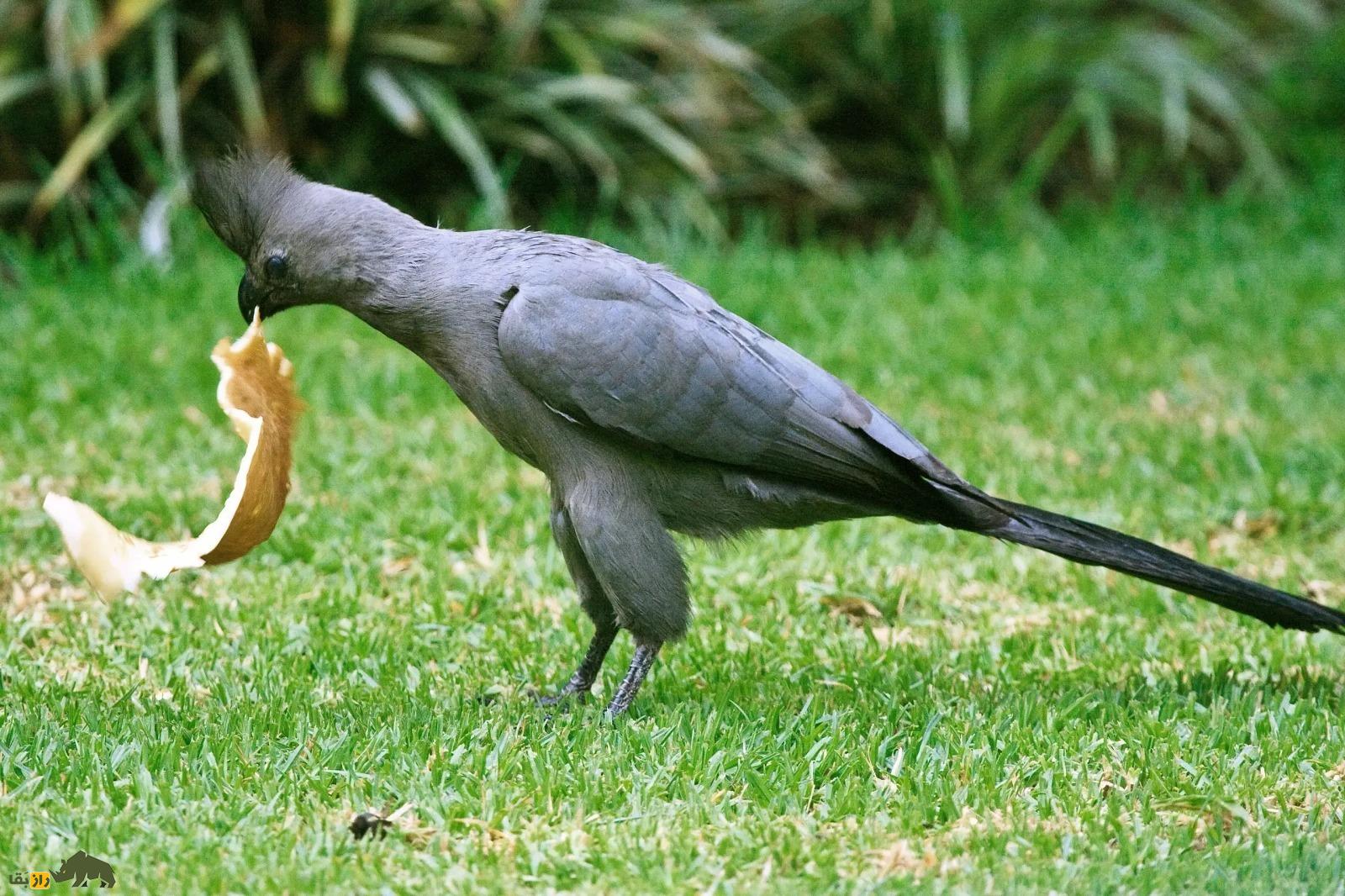 گُمشو؛ پرنده عجیبی که فریاد «گُم شو» سر میدهد و انگشت پا را ۱۸۰ درجه میچرخاند گُمشو؛ پرنده عجیبی که فریاد «گُم شو» سر میدهد و انگشت پا را ۱۸۰ درجه میچرخاند