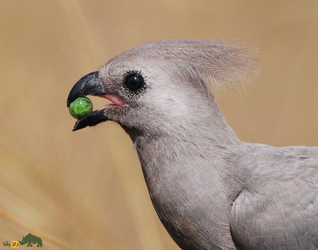 گُمشو؛ پرنده عجیبی که فریاد «گُم شو» سر میدهد و انگشت پا را ۱۸۰ درجه میچرخاند گُمشو؛ پرنده عجیبی که فریاد «گُم شو» سر میدهد و انگشت پا را ۱۸۰ درجه میچرخاند
