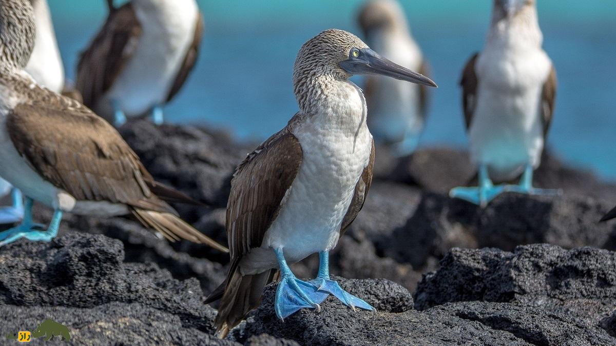 دلقک گالاپاگوس؛ پرنده عجیبی که دوقولوهایش همسن نیستند و همدیگر را میخورند دلقک گالاپاگوس؛ پرنده عجیبی که دوقولوهایش همسن نیستند و همدیگر را میخورند