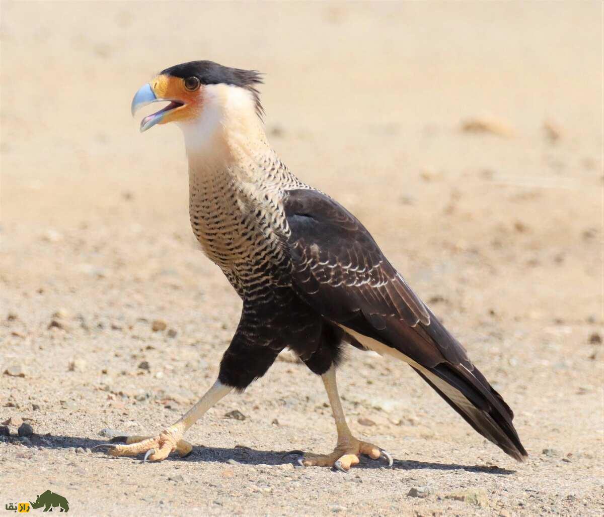 عقاب مکزیکی؛ پرنده ملی مکزیک که صدایش شبیه دایناسور است عقاب مکزیکی؛ پرنده ملی مکزیک که صدایش شبیه دایناسور است