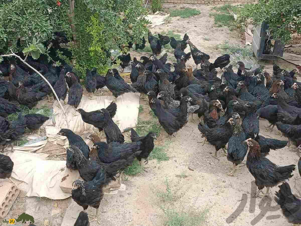 مرغ گلپایگانی؛ مرغ دورگه ایرانی که تخم‌هایش در ایران شهره خاص و عام است