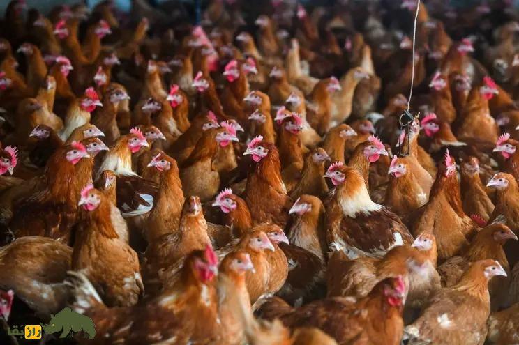 مرغ گلپایگانی؛ مرغ دورگه ایرانی که تخم‌هایش در ایران شهره خاص و عام است