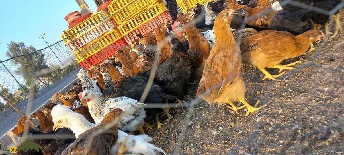 مرغ گلپایگانی؛ مرغ دورگه ایرانی که تخم‌هایش در ایران شهره خاص و عام است