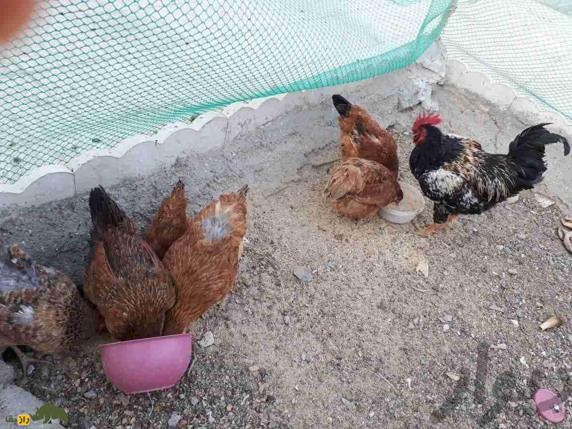 مرغ گلپایگانی؛ مرغ دورگه ایرانی که تخم‌هایش در ایران شهره خاص و عام است