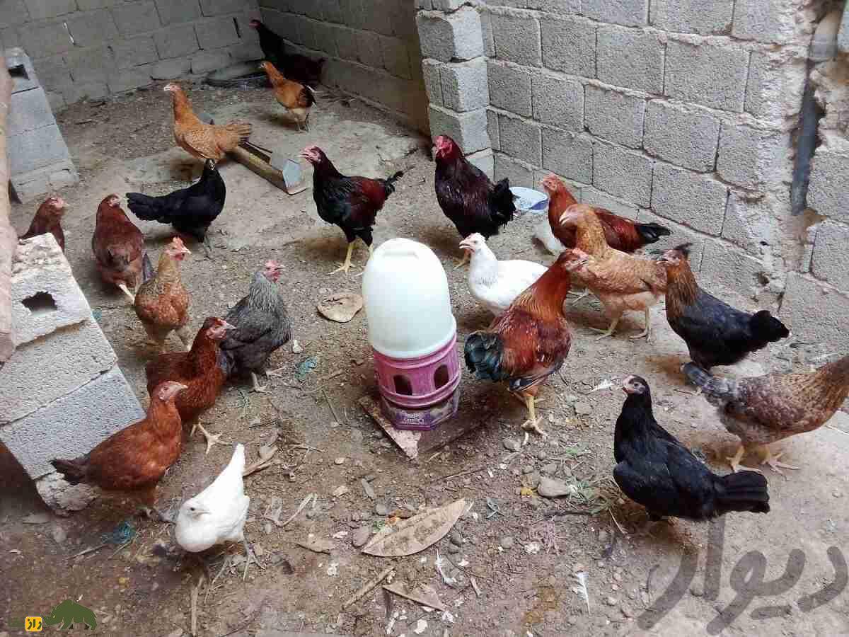 مرغ گلپایگانی؛ مرغ دورگه ایرانی که تخم‌هایش در ایران شهره خاص و عام است