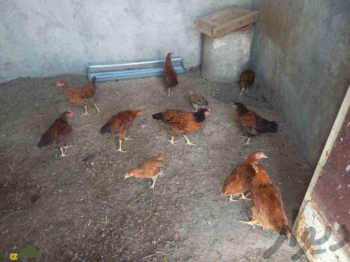 مرغ گلپایگانی؛ مرغ دورگه ایرانی که تخم‌هایش در ایران شهره خاص و عام است