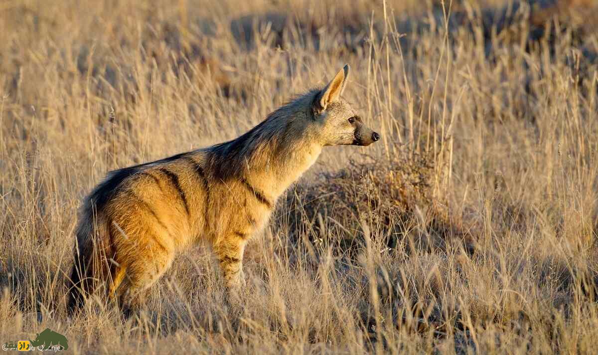 گرگ خاکی؛ گرگی به شکل کفتار که روزی ۳۰۰ هزار موریانه میخورد گرگ خاکی؛ گرگی به شکل کفتار که روزی ۳۰۰ هزار موریانه میخورد