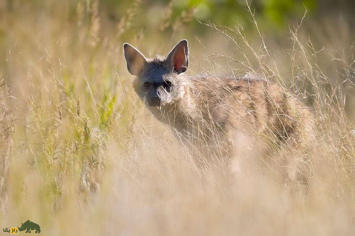 گرگ خاکی؛ گرگی به شکل کفتار که روزی ۳۰۰ هزار موریانه میخورد گرگ خاکی؛ گرگی به شکل کفتار که روزی ۳۰۰ هزار موریانه میخورد