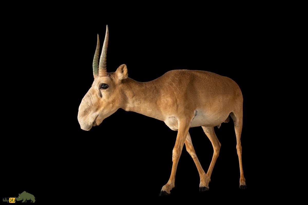 سایگا؛ بز کوهی عجیب و غریب که بینی‌اش دقیقا مانند رادیاتور عمل می‌کند