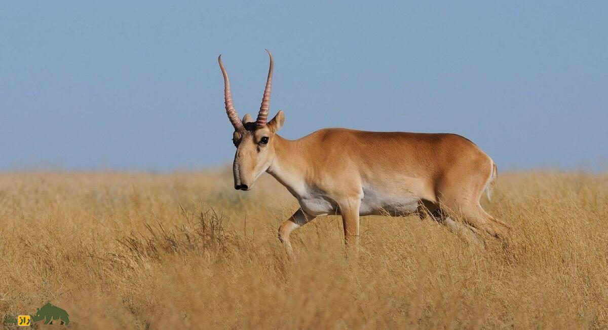 سایگا؛ بز کوهی عجیب و غریب که بینی‌اش دقیقا مانند رادیاتور عمل می‌کند