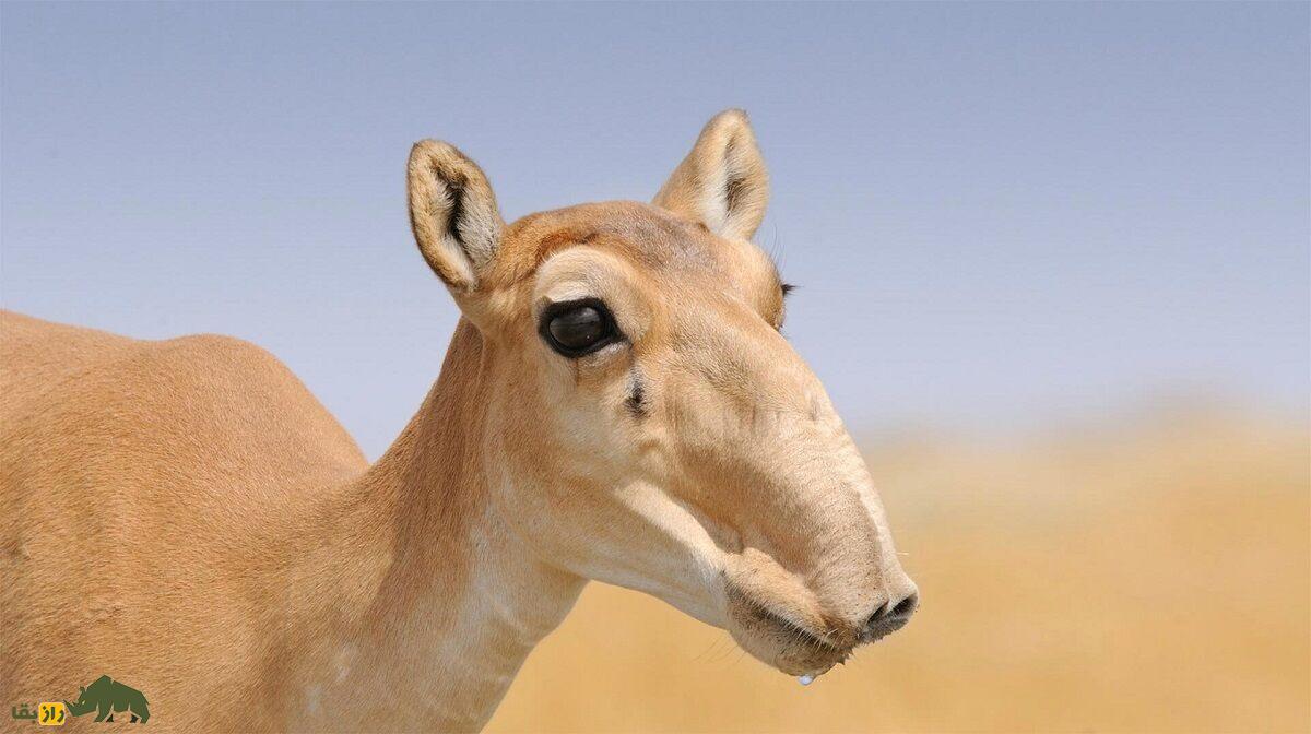 سایگا؛ بز کوهی عجیب و غریب که بینی‌اش دقیقا مانند رادیاتور عمل می‌کند