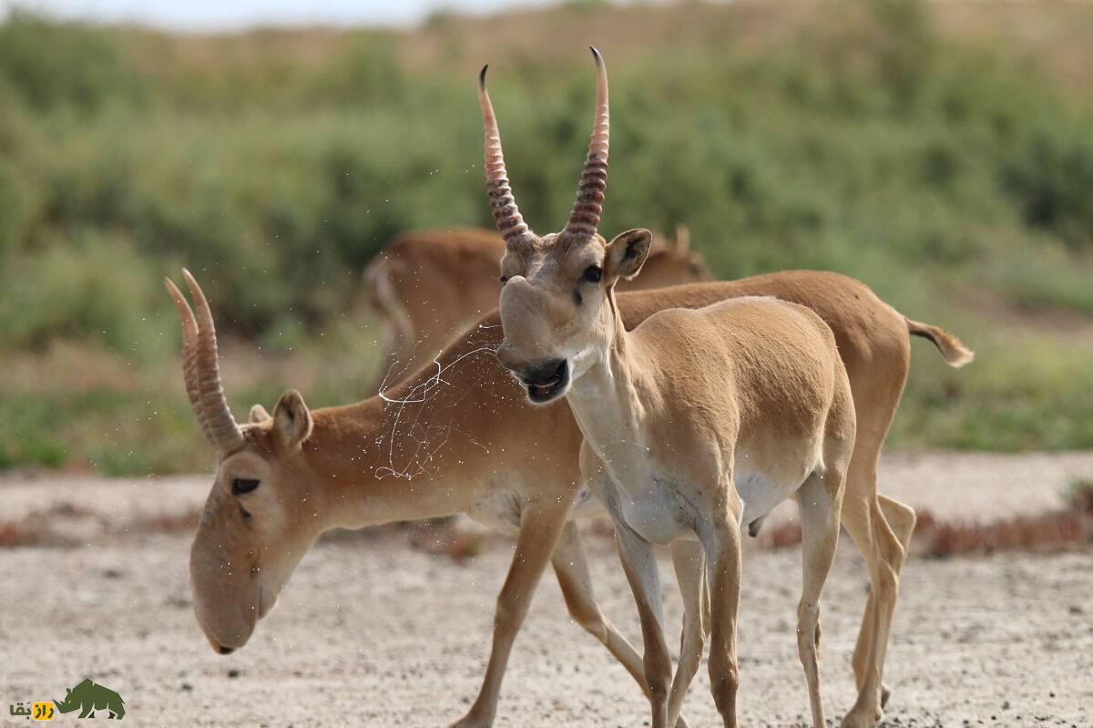 سایگا؛ بز کوهی عجیب و غریب که بینی‌اش دقیقا مانند رادیاتور عمل می‌کند