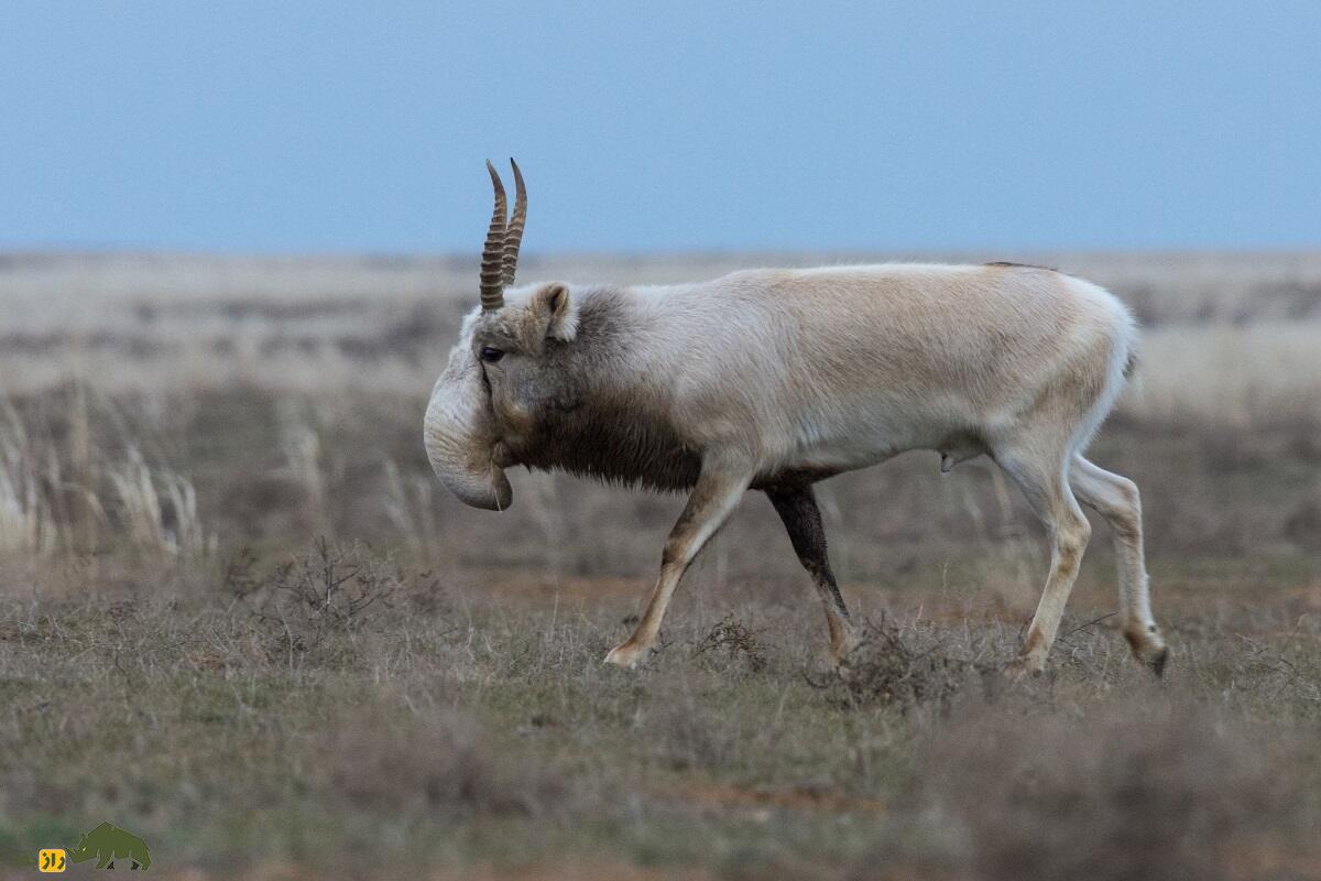 سایگا؛ بز کوهی عجیب و غریب که بینی‌اش دقیقا مانند رادیاتور عمل می‌کند