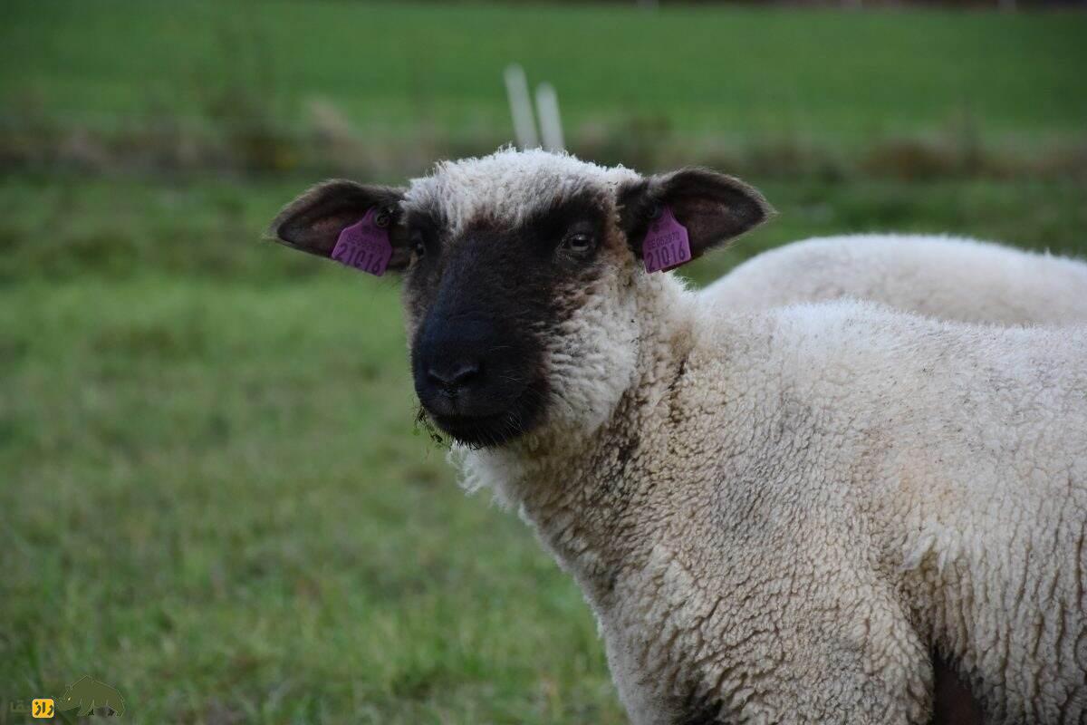 آکسفورد؛ گوسفند ۱۵۰ کیلویی انگلیسی که بهترین نژاد گوشتی در تولید پشم است