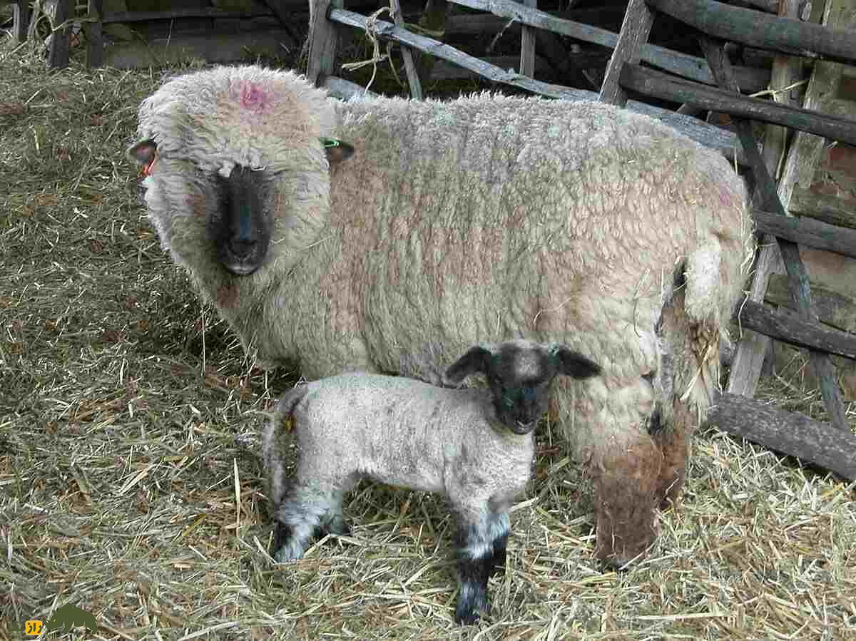 آکسفورد؛ گوسفند ۱۵۰ کیلویی انگلیسی که بهترین نژاد گوشتی در تولید پشم است