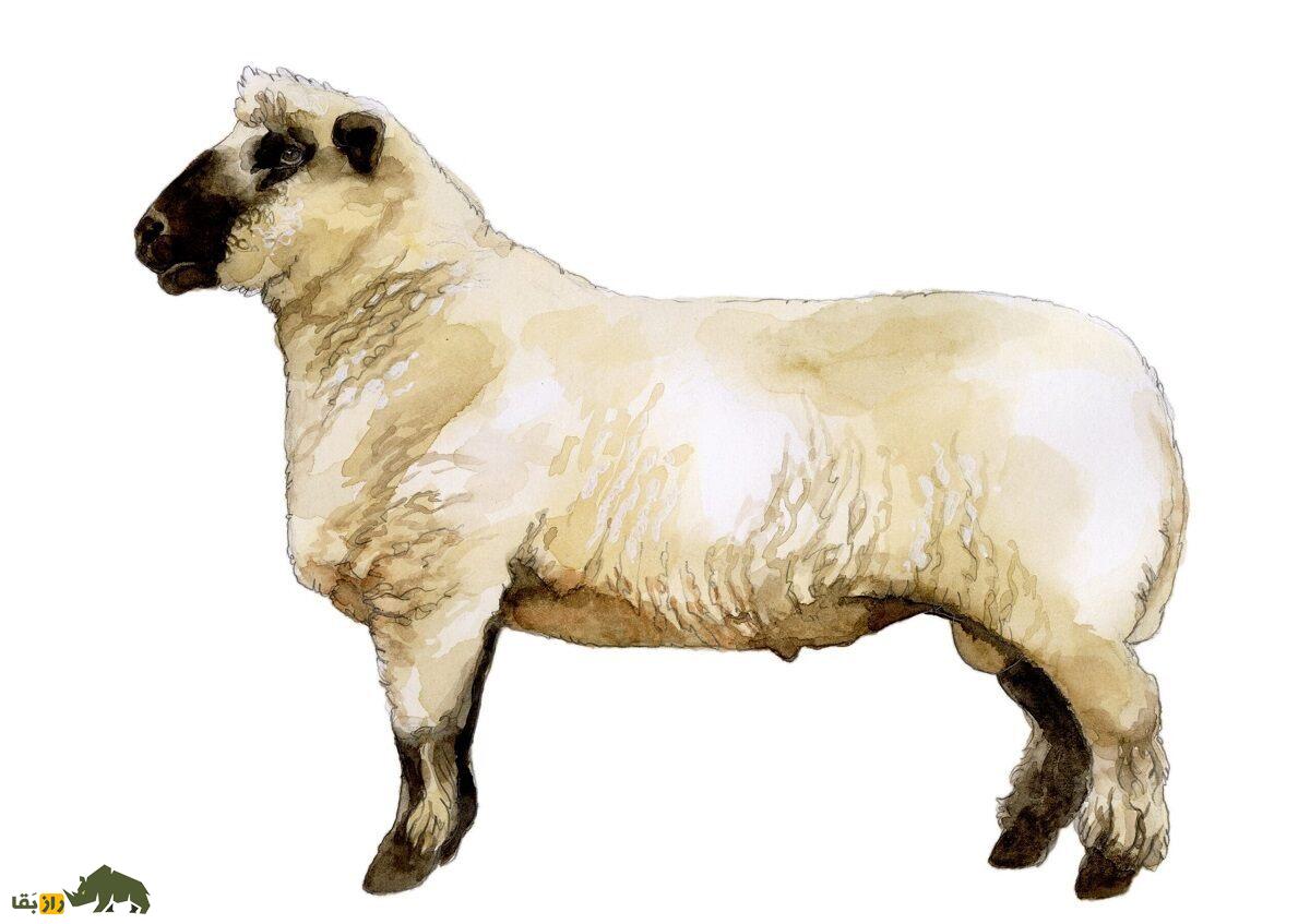 آکسفورد؛ گوسفند ۱۵۰ کیلویی انگلیسی که بهترین نژاد گوشتی در تولید پشم است