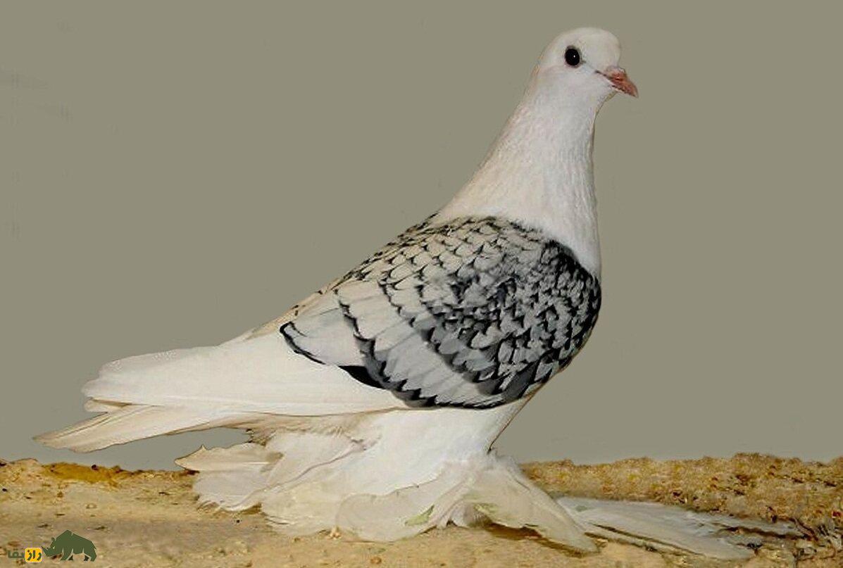 کبوتر یخی؛ کبوتری زیبا به رنگ «آبی یخی» که توسط داروین به وجود آمد کبوتر یخی؛ کبوتری زیبا به رنگ «آبی یخی» که توسط داروین به وجود آمد