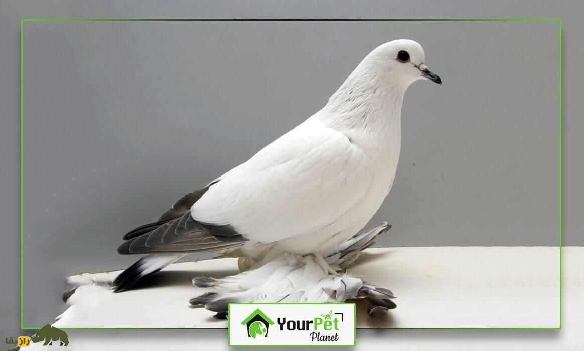 کبوتر یخی؛ کبوتری زیبا به رنگ «آبی یخی» که توسط داروین به وجود آمد کبوتر یخی؛ کبوتری زیبا به رنگ «آبی یخی» که توسط داروین به وجود آمد