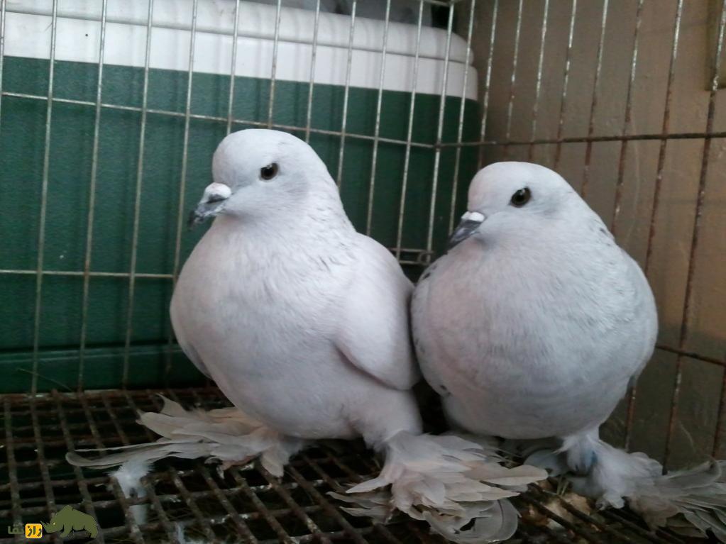 کبوتر یخی؛ کبوتری زیبا به رنگ «آبی یخی» که توسط داروین به وجود آمد کبوتر یخی؛ کبوتری زیبا به رنگ «آبی یخی» که توسط داروین به وجود آمد