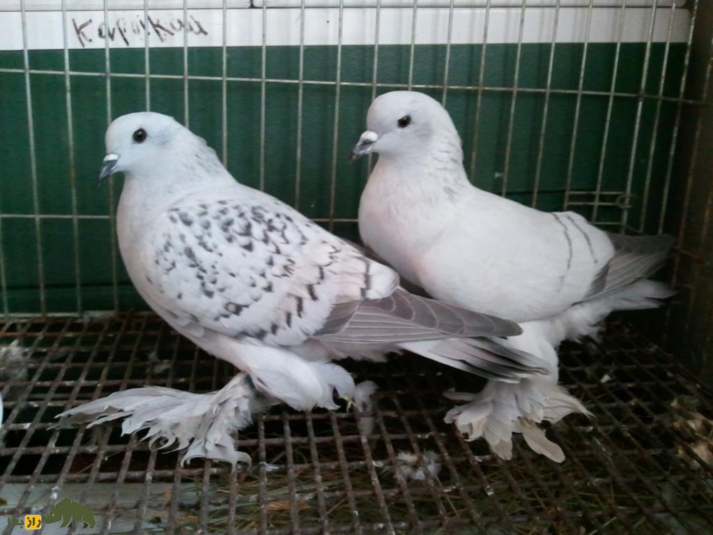 کبوتر یخی؛ کبوتری زیبا به رنگ «آبی یخی» که توسط داروین به وجود آمد کبوتر یخی؛ کبوتری زیبا به رنگ «آبی یخی» که توسط داروین به وجود آمد