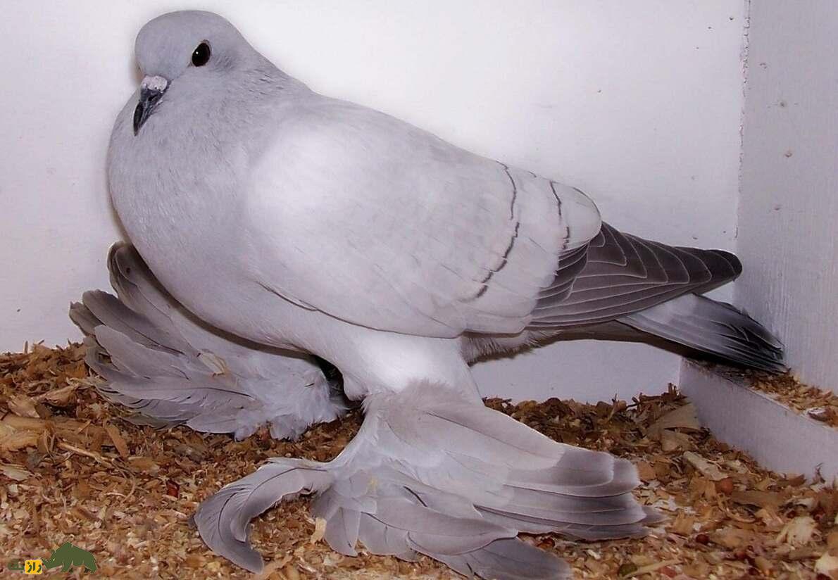 کبوتر یخی؛ کبوتری زیبا به رنگ «آبی یخی» که توسط داروین به وجود آمد کبوتر یخی؛ کبوتری زیبا به رنگ «آبی یخی» که توسط داروین به وجود آمد