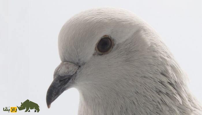 کبوتر یخی؛ کبوتری زیبا به رنگ «آبی یخی» که توسط داروین به وجود آمد کبوتر یخی؛ کبوتری زیبا به رنگ «آبی یخی» که توسط داروین به وجود آمد