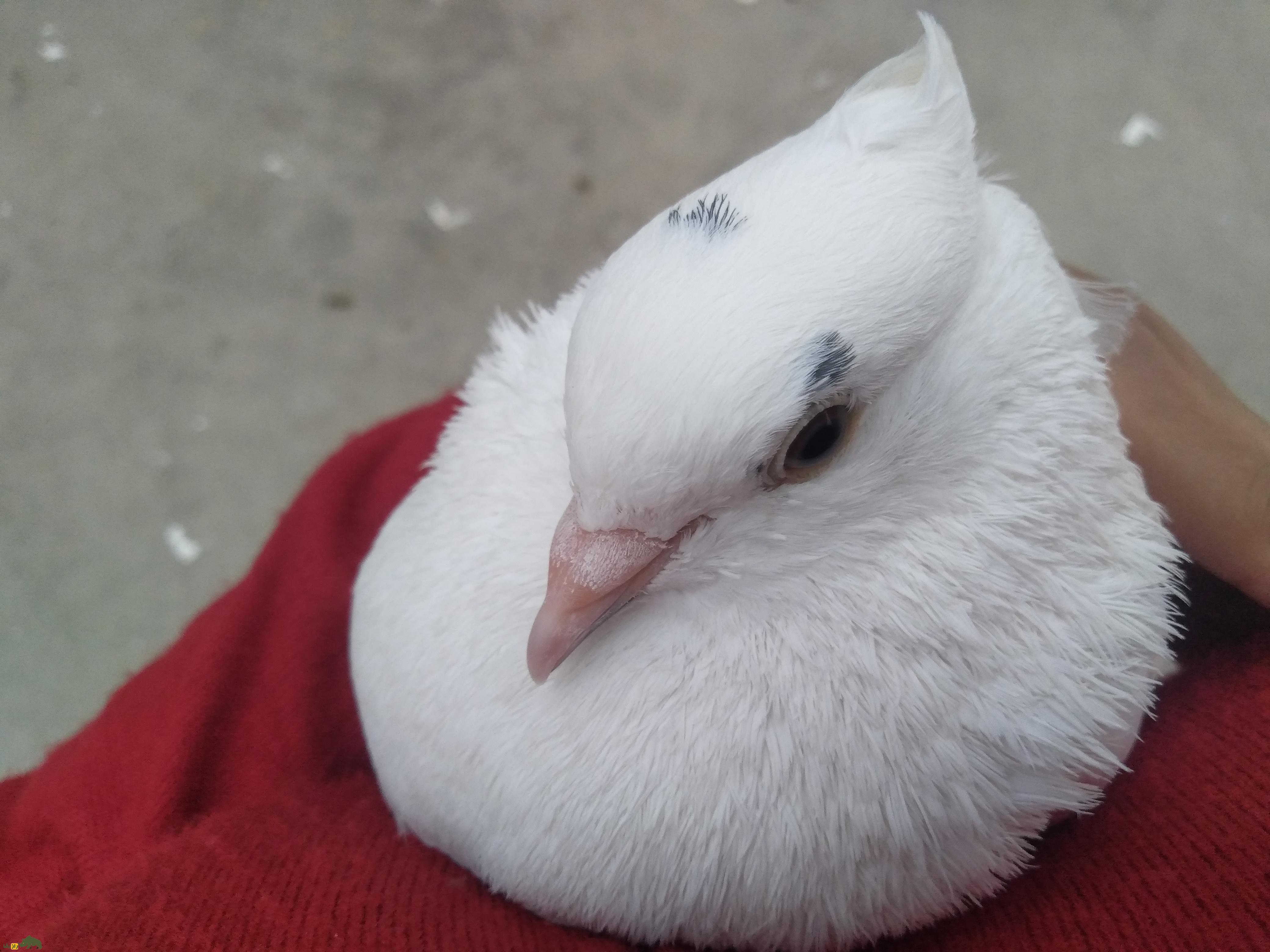 کبوتر یخی؛ کبوتری زیبا به رنگ «آبی یخی» که توسط داروین به وجود آمد کبوتر یخی؛ کبوتری زیبا به رنگ «آبی یخی» که توسط داروین به وجود آمد