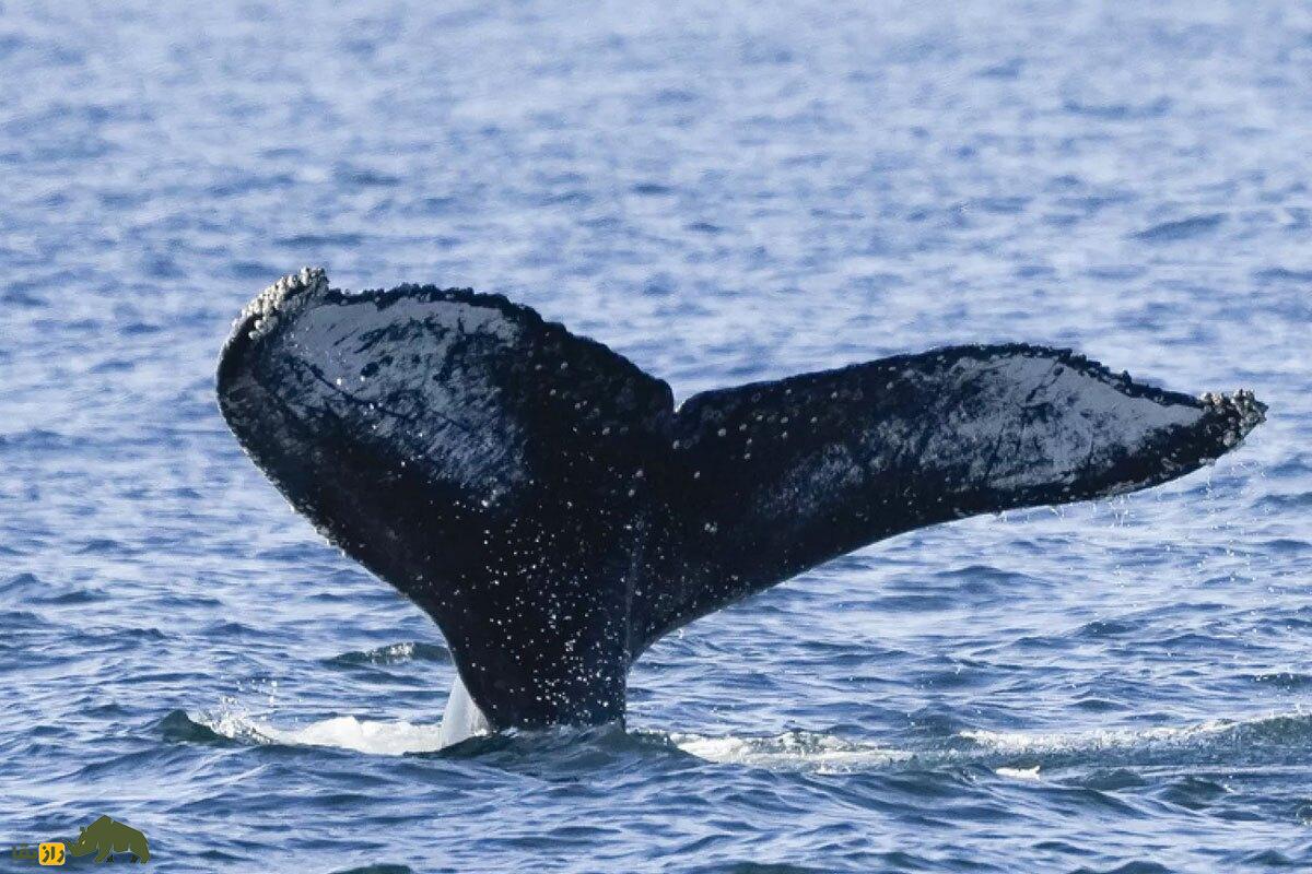 معمای پیرترین نهنگ گوژپشت جهان؛ «اولد تایمر» چگونه زنده مانده است؟ معمای پیرترین نهنگ گوژپشت جهان؛ «اولد تایمر» چگونه زنده مانده است؟