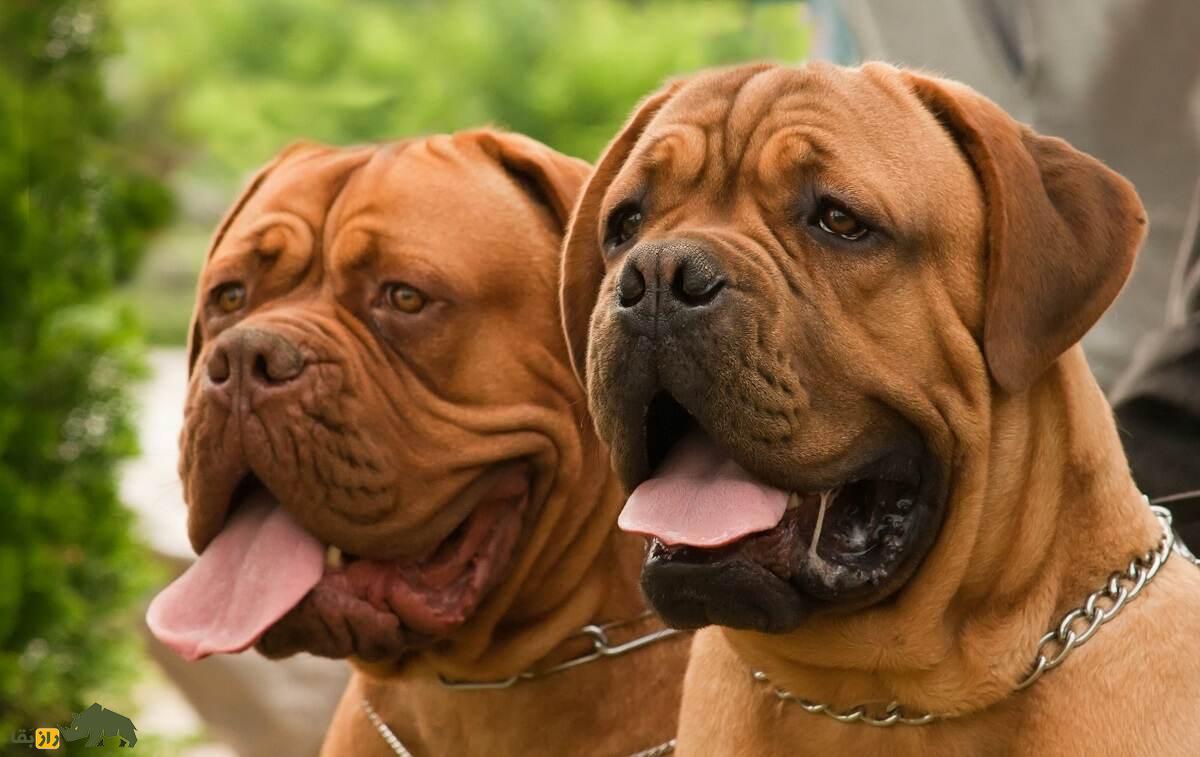 بول‌ماستیف؛ خطرناک‌ترین و قدرتمندترین سگ دنیا که در معادن الماس کار می‌کرد