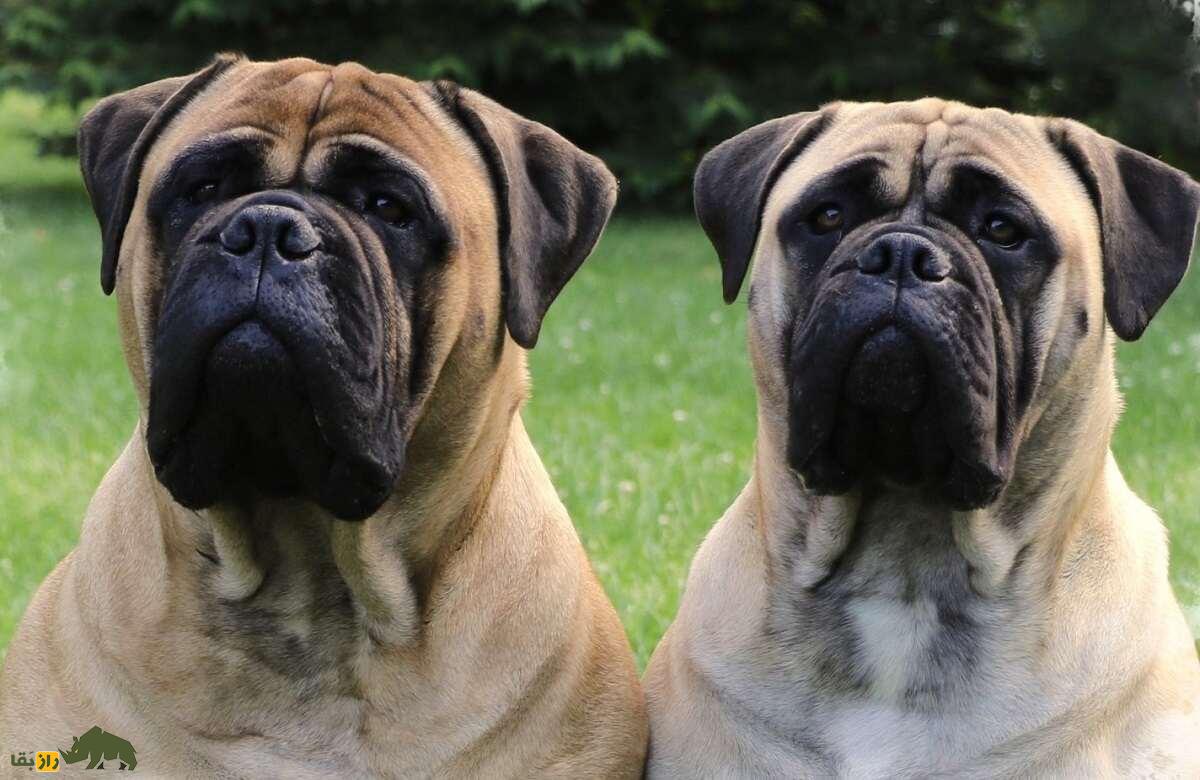 بول‌ماستیف؛ خطرناک‌ترین و قدرتمندترین سگ دنیا که در معادن الماس کار می‌کرد