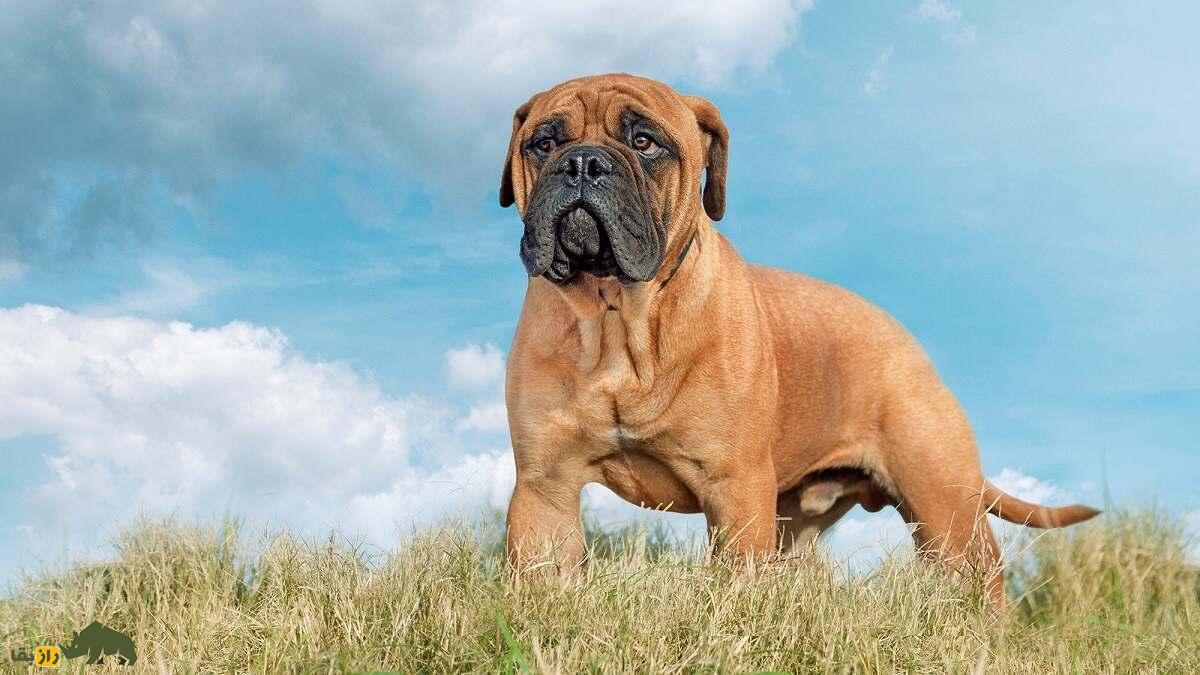 بول‌ماستیف؛ خطرناک‌ترین و قدرتمندترین سگ دنیا که در معادن الماس کار می‌کرد