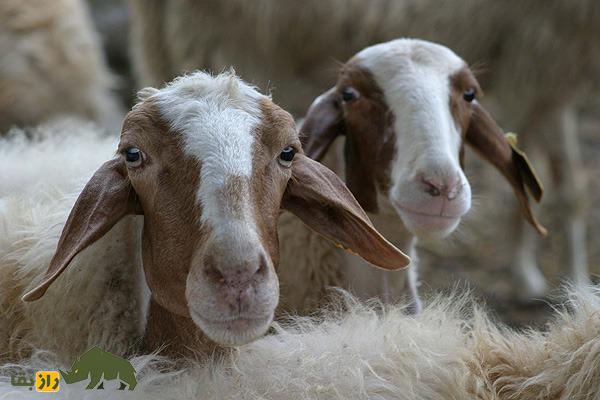 کومیسانا؛ بهترین گوسفند شیری ایتالیا که در سیسیل حکم طلا دارد