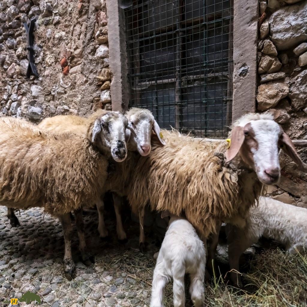 کومیسانا؛ بهترین گوسفند شیری ایتالیا که در سیسیل حکم طلا دارد