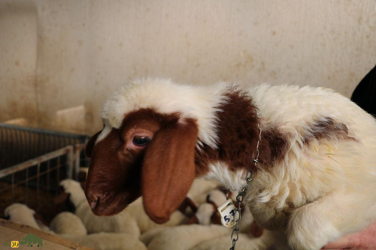 کومیسانا؛ بهترین گوسفند شیری ایتالیا که در سیسیل حکم طلا دارد