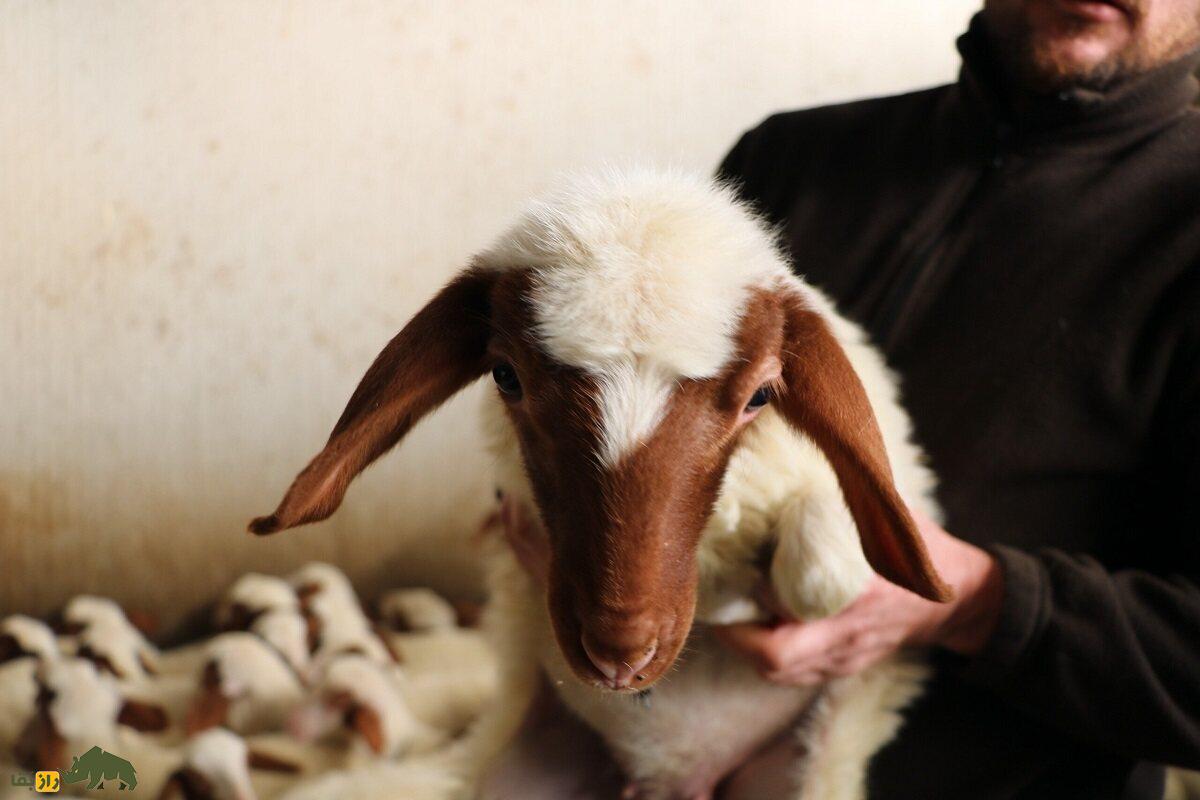 کومیسانا؛ بهترین گوسفند شیری ایتالیا که در سیسیل حکم طلا دارد