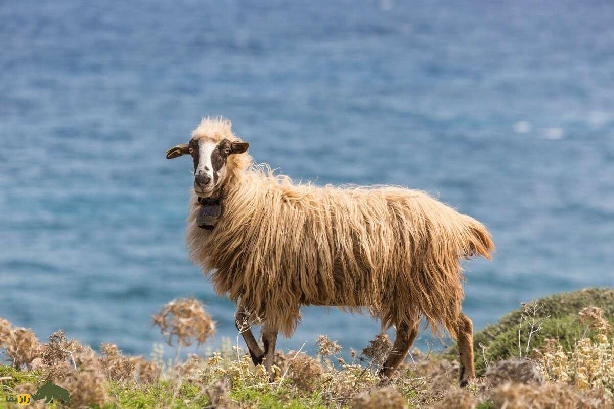 همه چیز درباره گوسفند (Sheep)؛ انواع نژاد‌های گوسفند ایرانی و خارجی را بشناسید