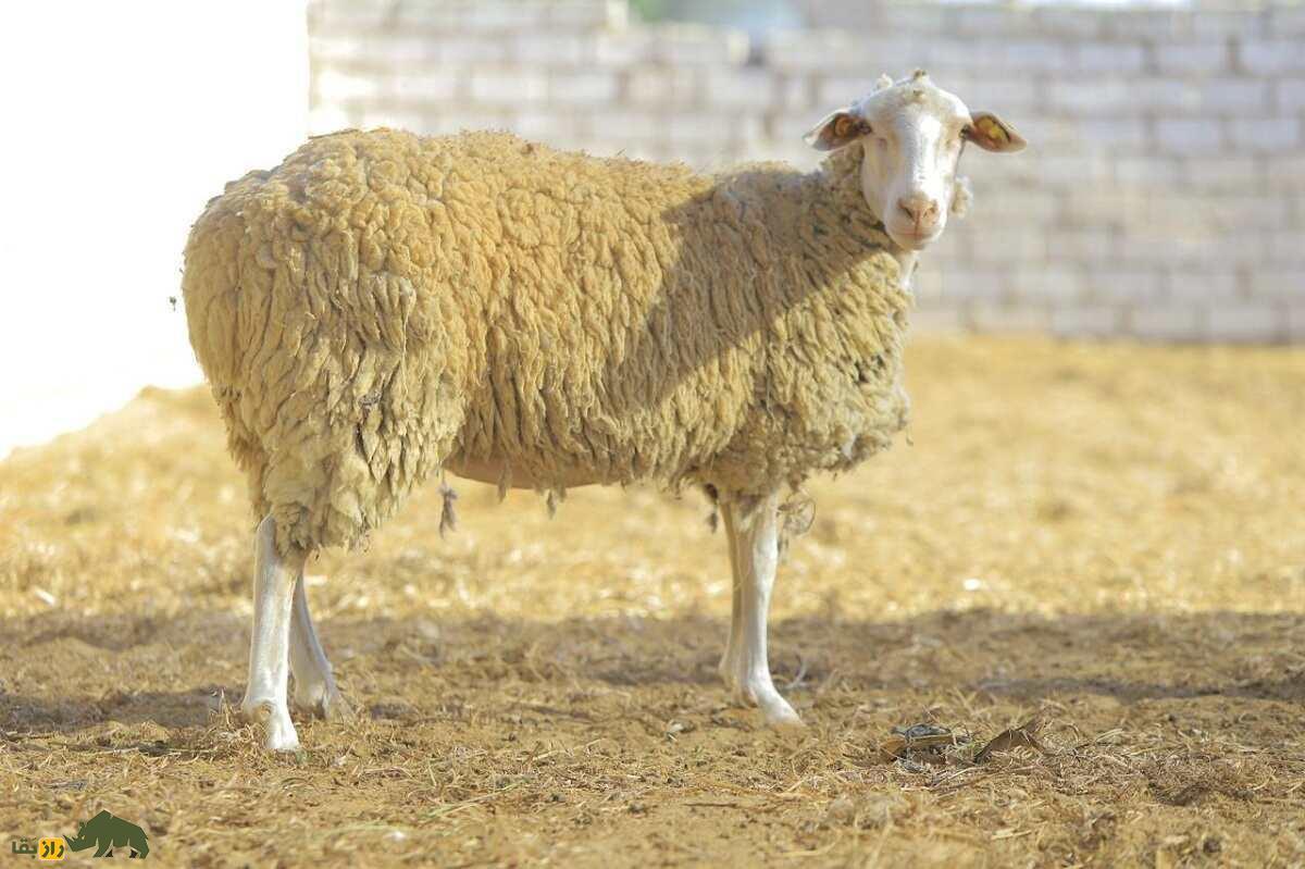 گوسفند لاکون