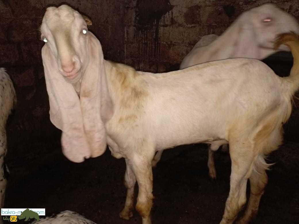 بز گُلابی؛ بز پاکستانی که درازترین گوش جهان را دارد و گوشش شبیه حوله حمام است