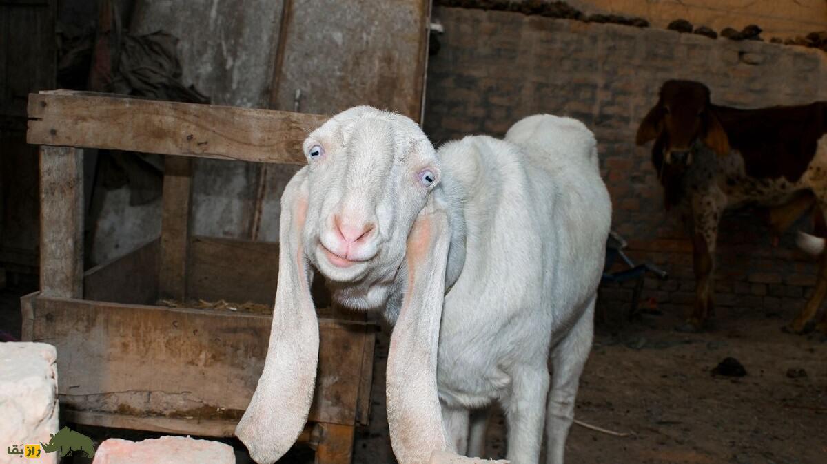 بز گُلابی؛ بز پاکستانی که درازترین گوش جهان را دارد و گوشش شبیه حوله حمام است