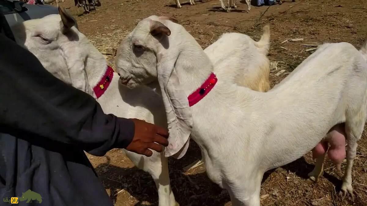 بز گُلابی؛ بز پاکستانی که درازترین گوش جهان را دارد و گوشش شبیه حوله حمام است