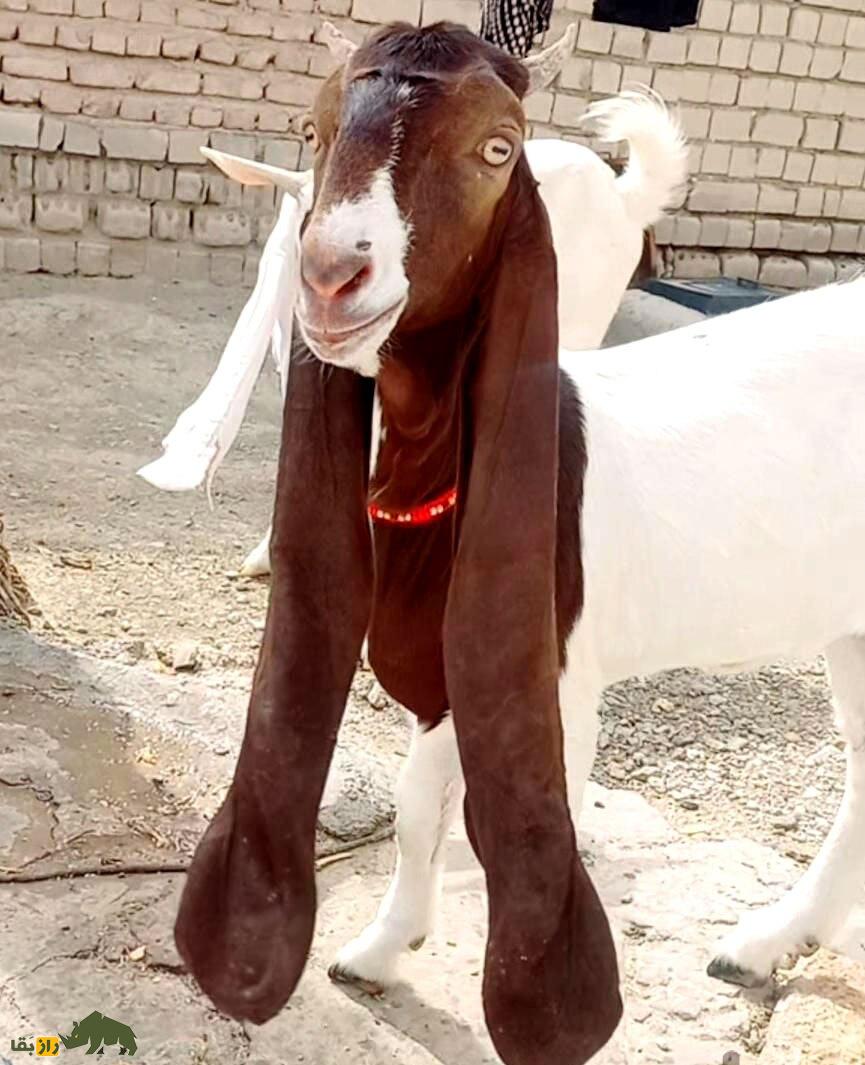 بز گُلابی؛ بز پاکستانی که درازترین گوش جهان را دارد و گوشش شبیه حوله حمام است