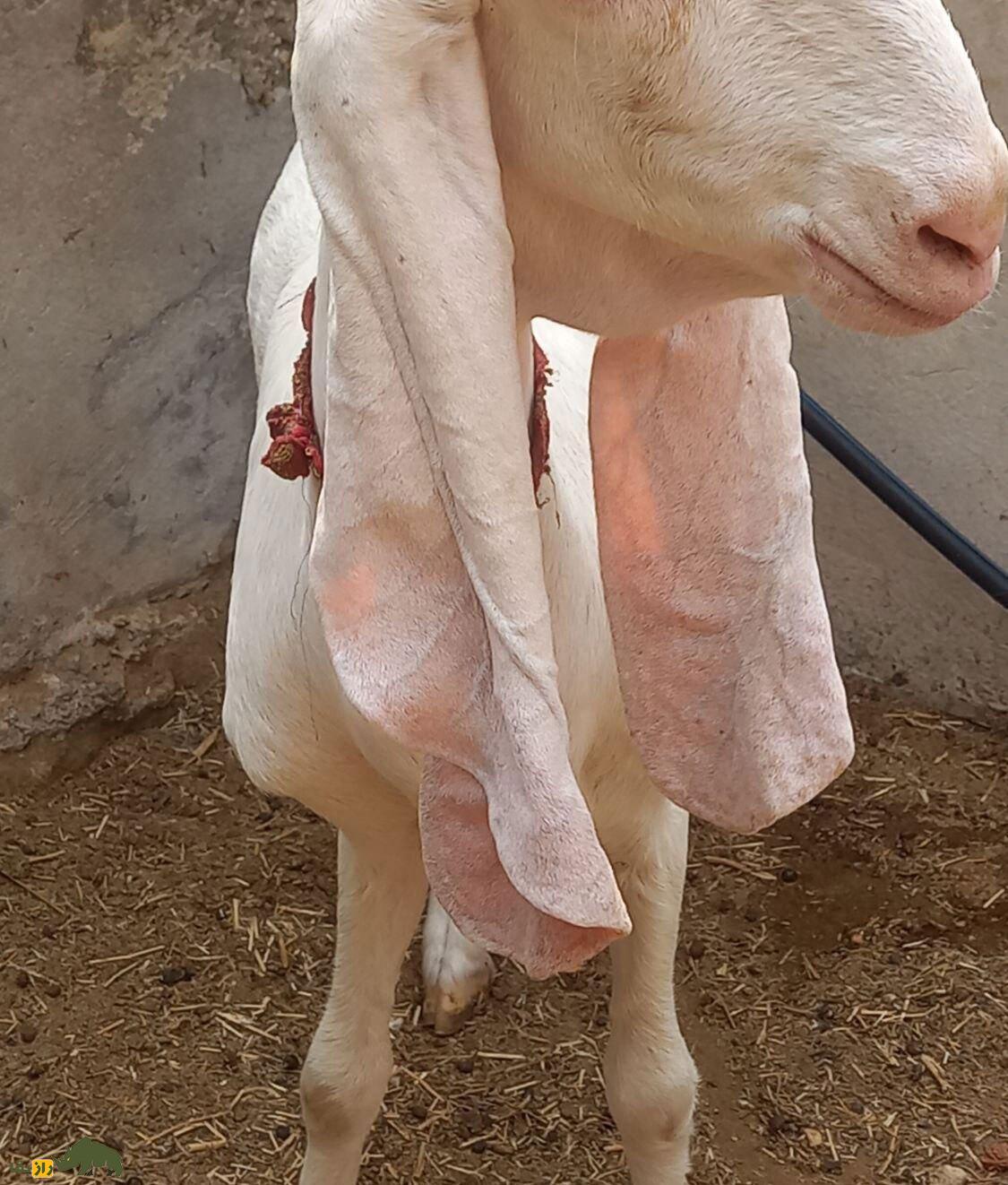 بز گُلابی؛ بز پاکستانی که درازترین گوش جهان را دارد و گوشش شبیه حوله حمام است