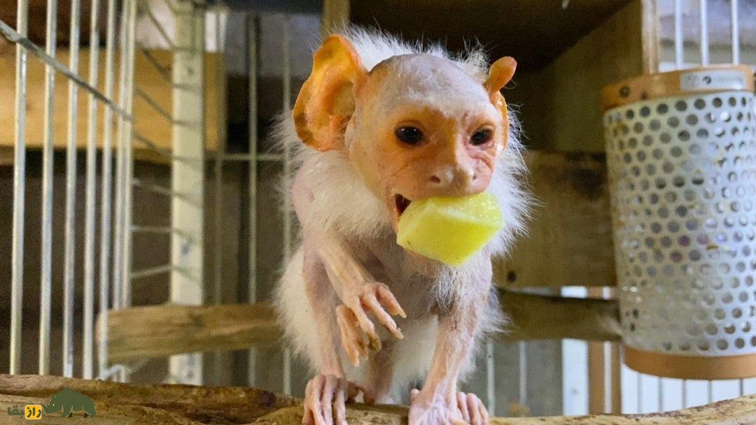 مارموسِت؛ میمون ۳۰۰ گرمی عجیبی که وقتی پیر می‌شود شبیه اسمیگل است