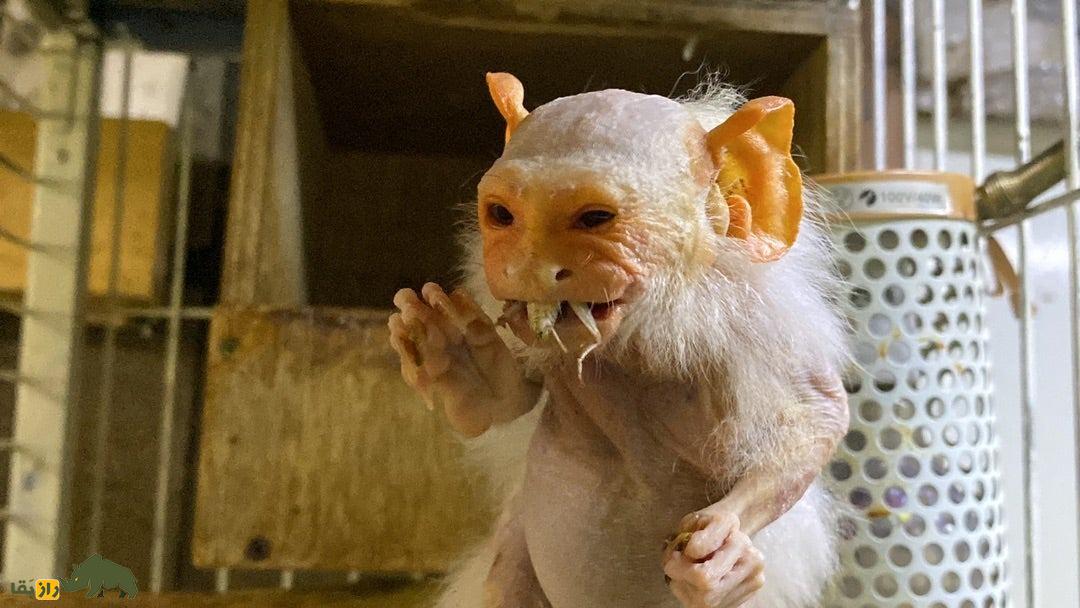 مارموسِت؛ میمون ۳۰۰ گرمی عجیبی که وقتی پیر می‌شود شبیه اسمیگل است