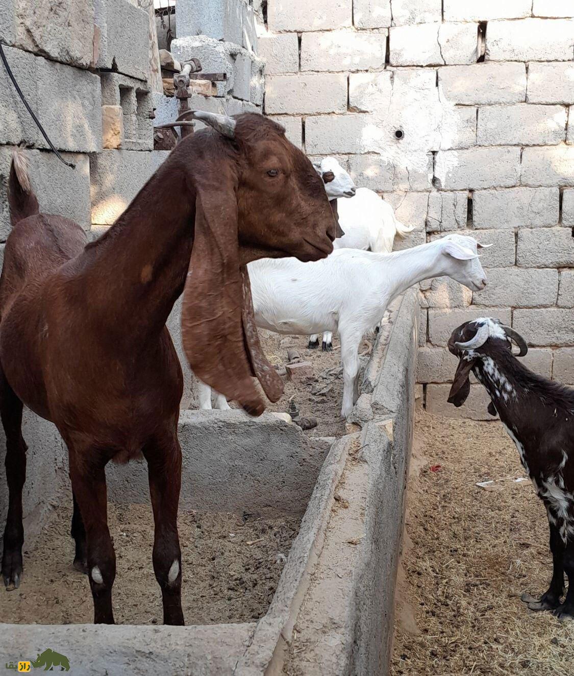 بز گُلابی؛ بز پاکستانی که درازترین گوش جهان را دارد و گوشش شبیه حوله حمام است