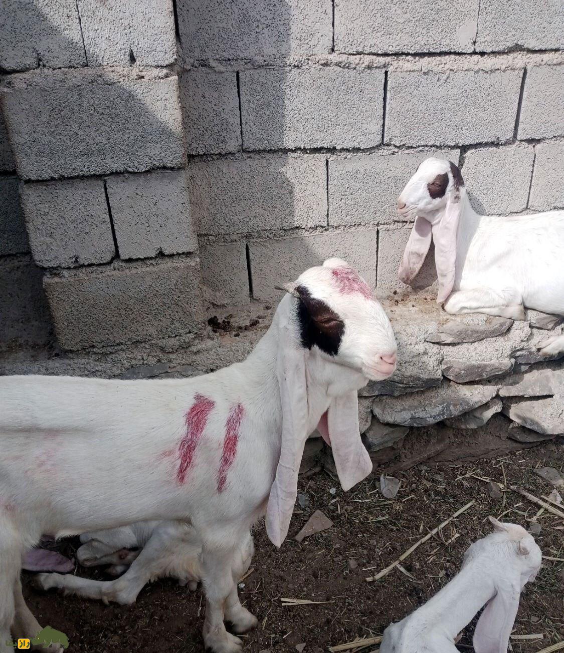 بز گُلابی؛ بز پاکستانی که درازترین گوش جهان را دارد و گوشش شبیه حوله حمام است