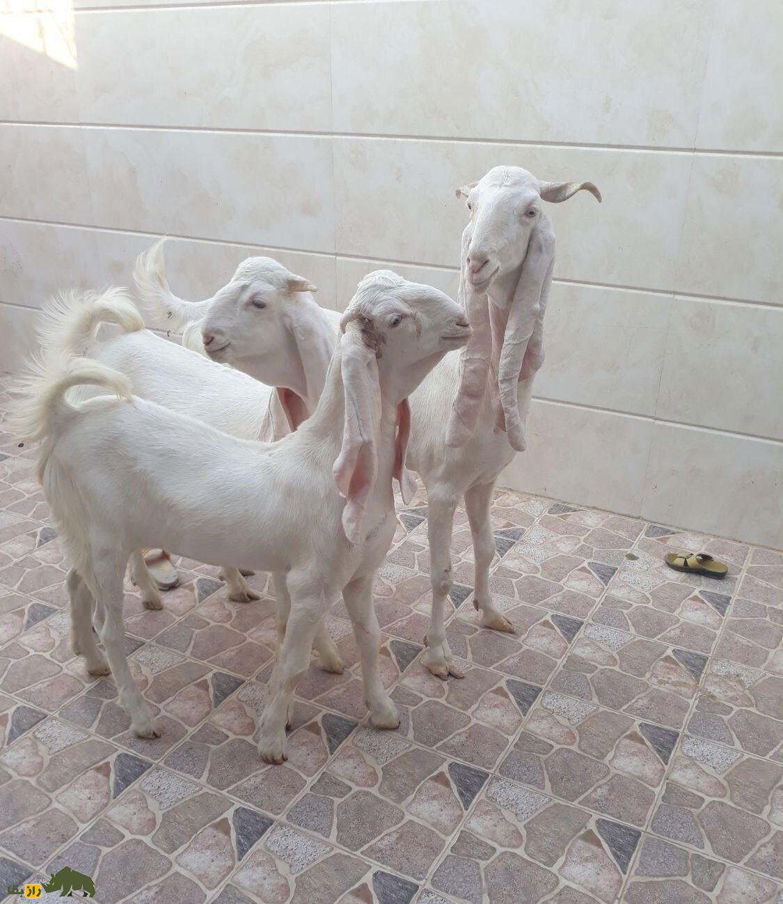 بز گُلابی؛ بز پاکستانی که درازترین گوش جهان را دارد و گوشش شبیه حوله حمام است