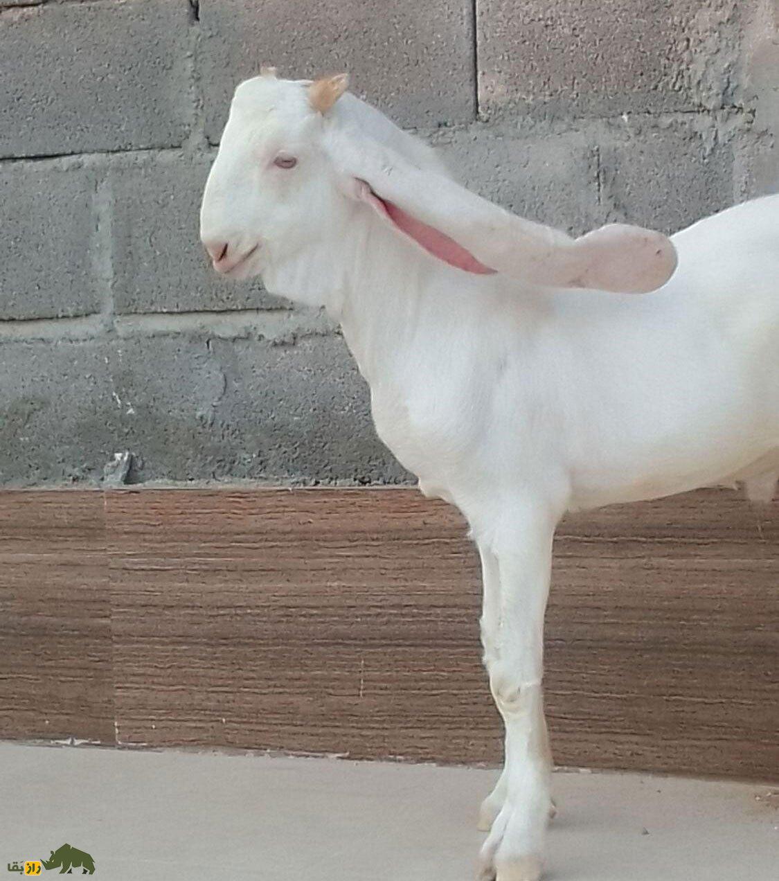 بز گُلابی؛ بز پاکستانی که درازترین گوش جهان را دارد و گوشش شبیه حوله حمام است