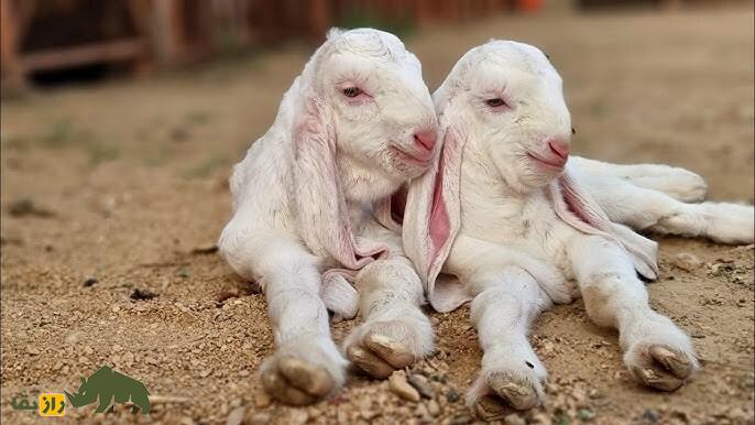 بز گُلابی؛ بز پاکستانی با گوش‌هایی شبیه حوله حمام که رکورددار درازترین گوش جهان است!